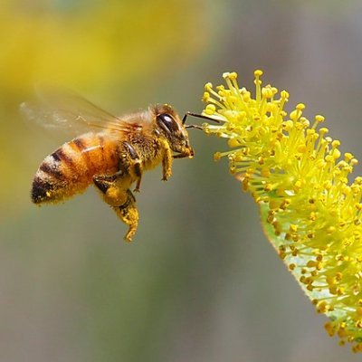 La abeja del acuario