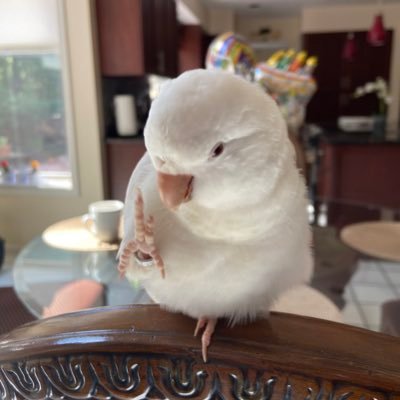 Coco bird is an Albino quaker parrot! Dexter bird is a green quaker parrot! We offer handmade bird toys on Etsy, affordable and enjoyable for your birds!😊