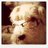 Txakurtxiki (@txakurtxikis) 's Twitter Profile