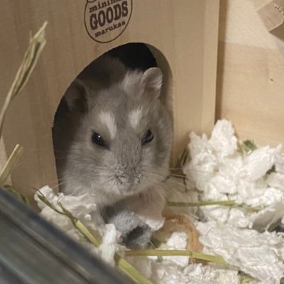 もちまるの飼い主 Rongoriamochi Twitter もちまるの飼い主 Rongoriamochi Twitter
