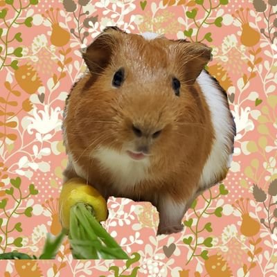 🥕メル🥕さんのプロフィール画像