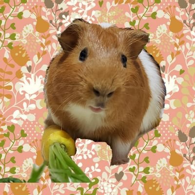 🐹メル🐹2019年10月13日生まれ♂️モルモットが大好きです💓Twitterのモルちゃんのお写真や動画を見て癒されてます☺️【無言フォロー、いいね❤️】失礼致します✨#モルモット #guineapig