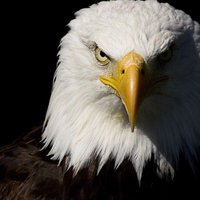 鷲の巣(@aka_eagles_nest) 's Twitter Profile Photo