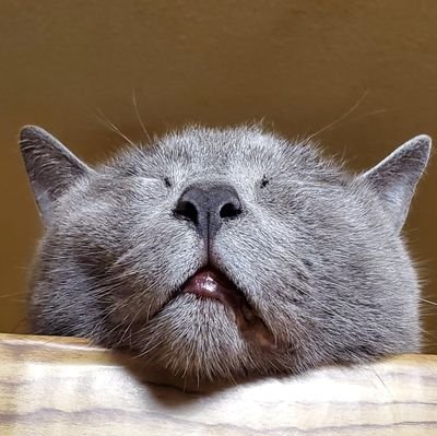 猫が好きで好きで…毎日吸いたい♥️
愛猫8匹
☆ぎん(♀)→きじとら 保護猫

☆よりこ(♀)→ハチワレ 保護猫

☆きなこ(♂)→茶トラ 保護猫

☆くろ(♂)→黒 保護猫

☆てん(♂)→灰色 よりことくろの子供

☆りん(♀)→三毛 保護猫

☆づら(♀)→三毛 保護猫

☆やんちゃん(♀)→三毛トラ づらの子供