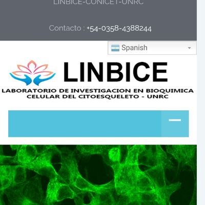 Laboratorio de investigación sobre citoesqueleto celular. web: https://t.co/Sr6uCrFyQ0