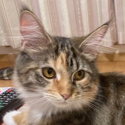 gooddaymylifee's profile picture. とある病院の看護師