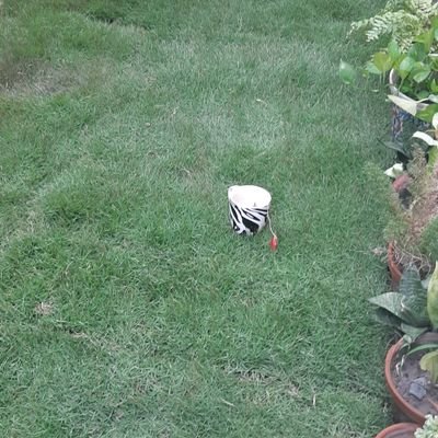 whysubhs's profile picture. don't put me in a box, Benford.