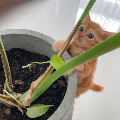 nokkkii's profile picture. 