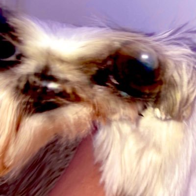 derpydog16's profile picture. 