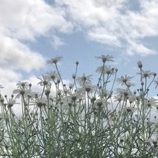 K_Ashkanani_'s profile picture. “ There is no religion higher than Truth "