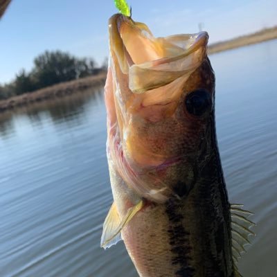 chris_krhovjak's profile picture. TX