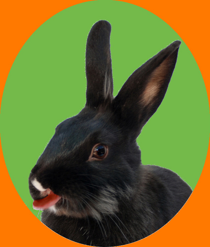 LuckyBunnies's profile picture. We are a satellite of San Diego HRS. See adoptable bunnies at: http://t.co/stYB2cw2bH (Temecula Valley) and http://t.co/13P3p3Bf6c