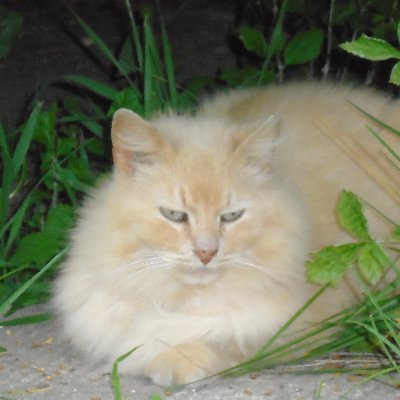 ViolinsOnTV88's profile picture. Going, going...
RIP Rupert (Cat) 12/21/21