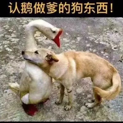 domyself18's profile picture. 天才地才，专制之下，俱为奴才。