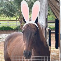 Chrissy (@chrissy_ottb) 's Twitter Profile Photo Chrissy (@chrissy_ottb) 's Twitter Profile Photo