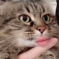 louise hps (@louise_hps) 's Twitter Profile