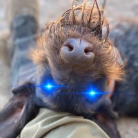 Dammit Jeff (@jchotz) 's Twitter Profile Photo Dammit Jeff (@jchotz) 's Twitter Profile Photo