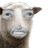 🥦🐑 ⭐⭐⭐⭐⭐