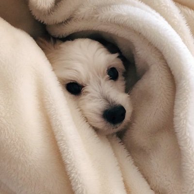 中央区銀座で所属税理士として勤務しています。簿財4年連続落ちましたが、最終的には合格できました。諦めなければ合格できることを身を持って実感しています。合格科目は簿財消所住。 1人でも多くの方が税理士を目指して欲しいと願っています♫犬好き🐕映画好き🎦保有資格:税理士、宅建士、相続士、相続検定2級、漢字検定2級