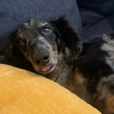 karchermo's profile picture. 🤠🏹