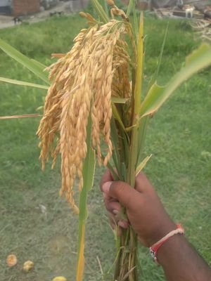 SanjayK08940558's profile picture. I am a farmer