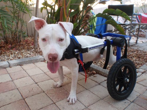 Walkin' Wheels is the only fully adjustable dog wheelchair designed to be stocked and sold by pet care professionals.