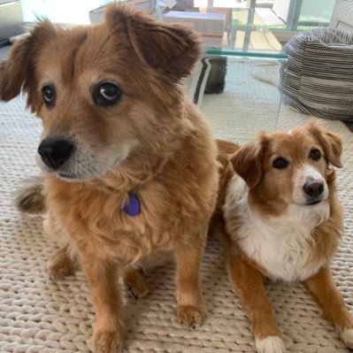 smorinews's profile picture. 💻 Digital Manager @nbcsandiego