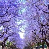البرق اللامع 🇸🇦 (@barg2007) 's Twitter Profile