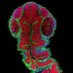 La Trobe Bioimaging Platform (@latrobebip) Twitter profile photo La Trobe Bioimaging Platform (@latrobebip) Twitter profile photo
