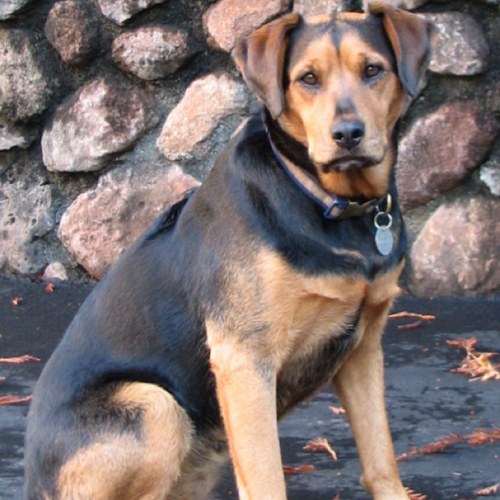 darrylbellach's profile picture. 