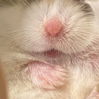 ゴールデン2022.10.3生チュウちゃん♂、キンクマホワイトバンド2022.9.26生 モカ♀ロボ🌈🐹ゴールデン(チュウちゃん♂200516-210808 モカ♂ナナ♂ルナ♀)🌈(ローズ♀ピー♀)🌈(アメ、ユキ)よろしくお願いします。