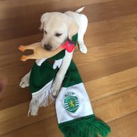 Francisco C Amaro (@fcamaro) 's Twitter Profile