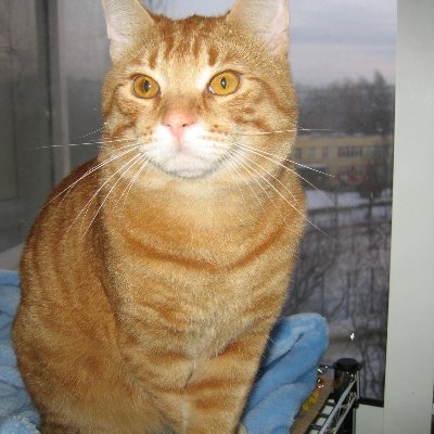 Natalie43416654's profile picture. Люблю котиков. #PhoenixTwitterDears  #DimashNumber1 , #JuzuruHanyuTheBest