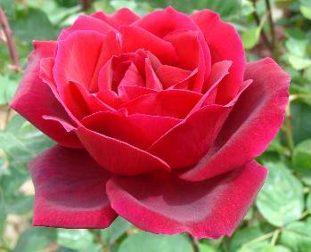 sofers's profile picture. 