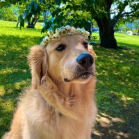 リース君の飼い主 (@g_reese_r) 's Twitter Profile
