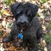 Simon Boddis (@simonboddis1) Twitter profile photo