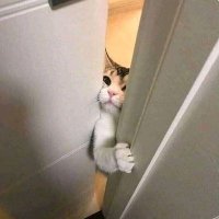Copy Cat 🐣 (@amcopycat) 's Twitter Profile