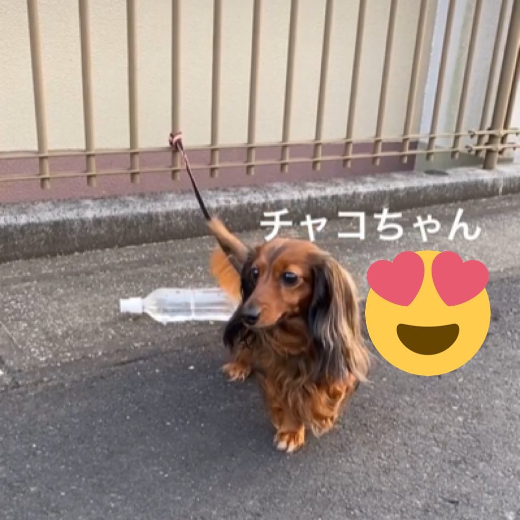 カニンヘンダックスフンド愛犬チャコちゃん可愛い写真をあげていきます！