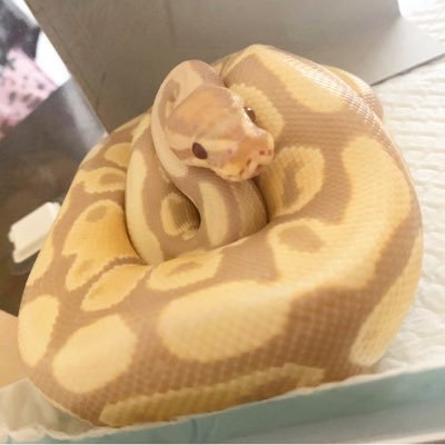 🐍ちゃん達に囲まれた暮らしの幸せ噛み締めてます♡蛇飼ってる方、蛇好きな方仲良くしてください🥰 #キャンディー #ボール #パイソン #ニシキヘビ #蛇好きと #繋がりたい #爬虫類 #蛇 #シャンパン #イエローベリー #アイボリー #パイボール