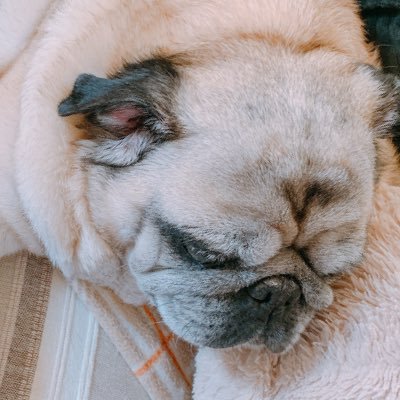 夏群シロさんのプロフィール画像