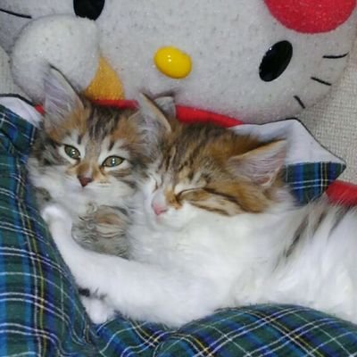 双子の姉妹猫チョコバニラです。
Instagram #キジ白レディース 所属。
YouTubeチャンネルも《双子猫チョコバニラ》です。