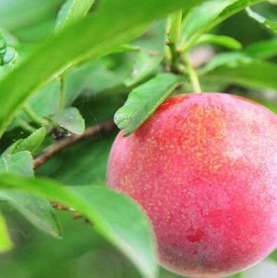 すももが美味しい季節です。
すもものようにまるくかわいい
純粋な心を持ちたいなあと思います。