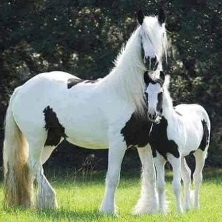 usmanbobbo1's profile picture. City of Muri