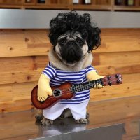 Harry 0 & Che The Socialist Singing Pug..✊🌈(@zeerlin12) 's Twitter Profile Photo