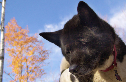 TrainingYRHuman's profile picture. Art project about companion species. How does your “pet” train u? To contribute, tweet from yr animal’s perspective and tag yr tweets #TrainingYRhuman