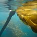 Nereocystis luetkeana (@nereocystiskelp) Twitter profile photo