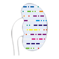 Kidney Biopsy Codes for Pathologists (@kbcpathologists) 's Twitter Profile Photo Kidney Biopsy Codes for Pathologists (@kbcpathologists) 's Twitter Profile Photo