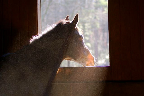 Sitting under my own Vine and Fig tree.  Grandmater, pet/ equine rescuer for 100 years. Help those less fortunate than you; be courageous. Fight the Ignorance.