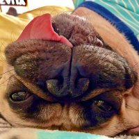 Maximus The Pugladiator(@MaxiPugladiator) 's Twitter Profile Photo