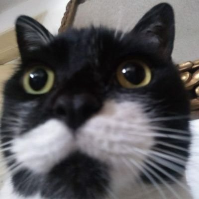 Estudios literarios Pontificia Universidad Javeriana.
Tengo un gato que se llama Teo Stalin.
Marxista
